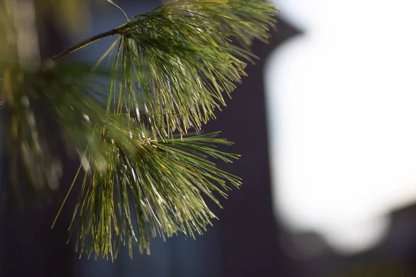 Closeup landscape shot of green pine needles in a blurred background — Stock Photo, Image