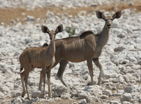 Primer Plano Dos Jóvenes Kudus Parados Suelo Rocoso Blanco —  Fotos de Stock