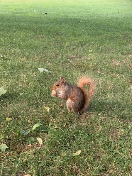 Vertikale Aufnahme Eines Niedlichen Eichhörnchens Das Auf Dem Grünen Gras — Stockfoto