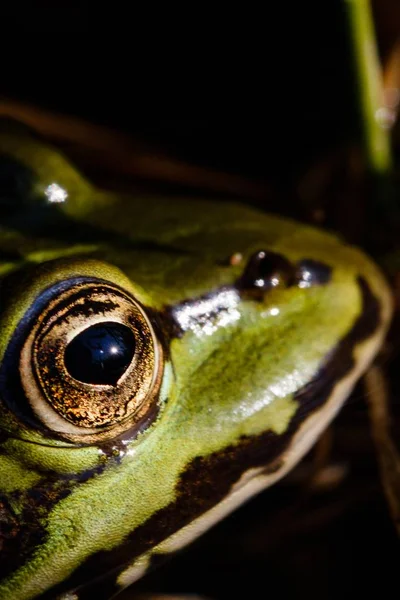 Gros Plan Une Grenouille Rayée Vert Noir Avec Fond Flou — Photo