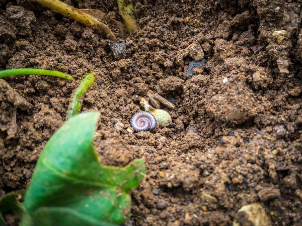 Piccolo lombrico rotolato sul terreno in un giardino durante il giorno — Foto Stock