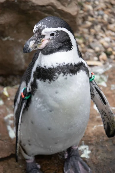 Tiro Vertical Pinguim Preto Branco Com Rochas Borradas Fundo — Fotografia de Stock