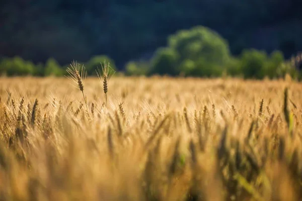 Selektivní Záběr Zlaté Pšenice Pšeničném Poli Rozmazaným Pozadím — Stock fotografie