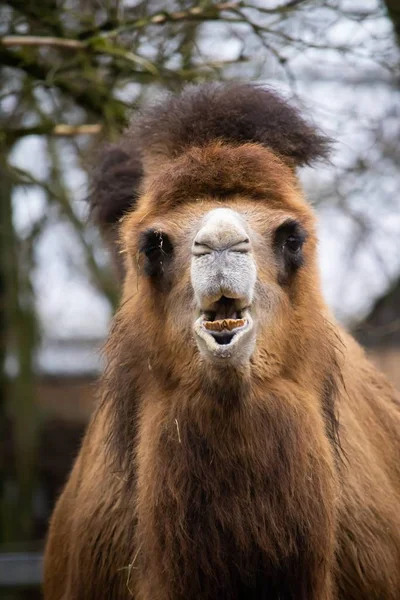 Eine Vertikale Aufnahme Eines Braunen Kamels Von Vorne Mit Einem — Stockfoto