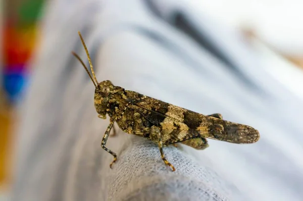 Grasshopper Couch — 스톡 사진
