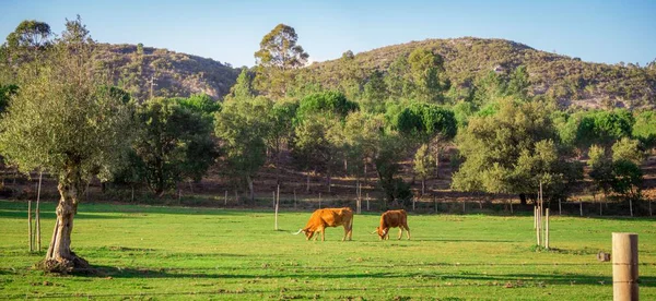 昼間は美しい緑の木々に囲まれた草原で牛の放牧 — ストック写真