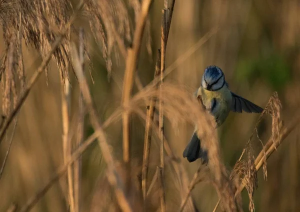 Fırça Kuşunun Yakın Plan Fotoğrafı Bulanık Bir Arka Plan — Stok fotoğraf