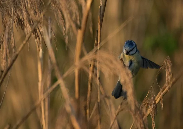 Primo Piano Uno Scrub Jay Bird Con Uno Sfondo Sfocato — Foto Stock