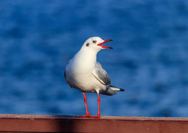 Gros Plan Mouette Avec Bec Rouge Ouvert Fond Bleu Flou — Photo