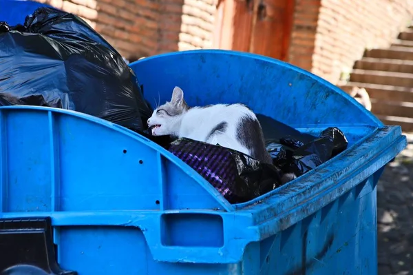 Eine Selektive Fokusaufnahme Einer Katze Die Müll Schläft — Stockfoto