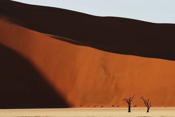 Foto panorámica de una ladera de dunas de arena con árboles secos en la base. —  Fotos de Stock