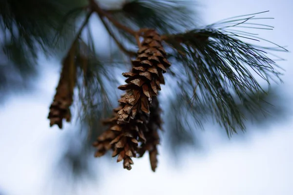 背景模糊的松树树枝上的棕色松树的景致 — 图库照片