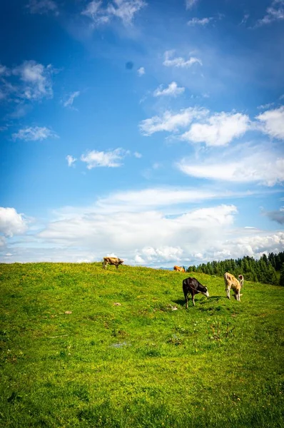 Tiro Vertical Das Vacas Pastando Vale Verde Perto Das Montanhas — Fotografia de Stock