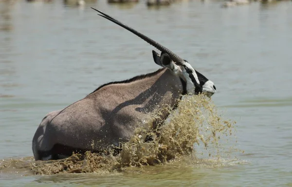 Closeup shot of a gemsbok crossing a river creating big splashes of water — Stock Photo, Image