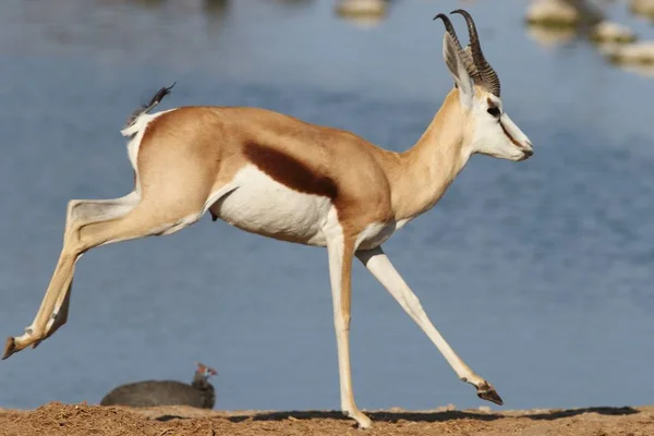 Closeup Shot Running Gazelle Wide River Background — 스톡 사진