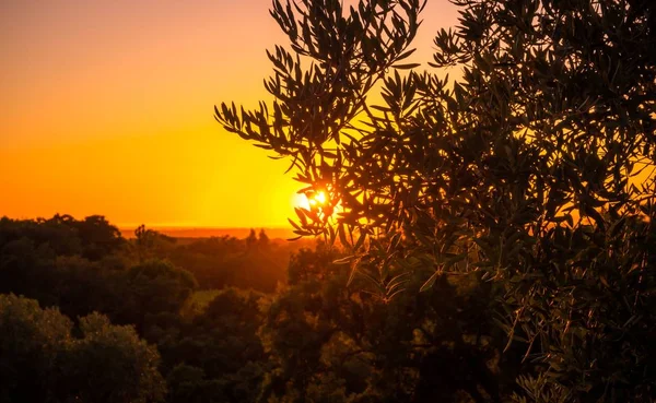 美丽的橄榄树风景，背景是令人叹为观止的日落 — 图库照片