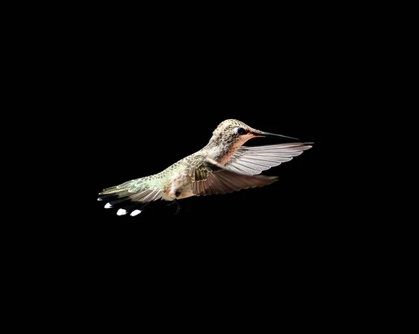 Beautiful Shot Hummingbird Pitch Black Background — 스톡 사진