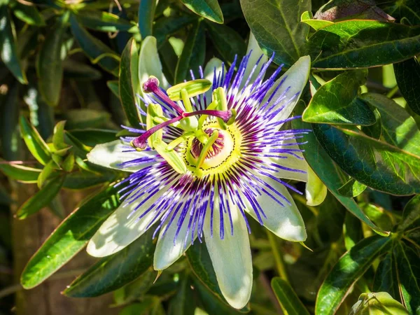 緑の葉を持つ美しい紫色の花弁の情熱花。 — ストック写真