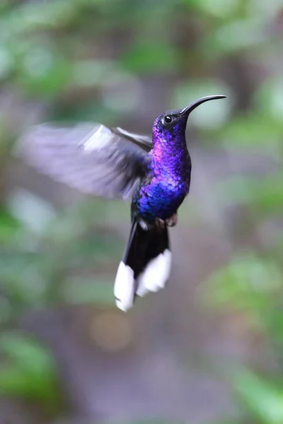 Vertical Closeup Shot Flying Violet Sabrewing Hummingbird — 스톡 사진