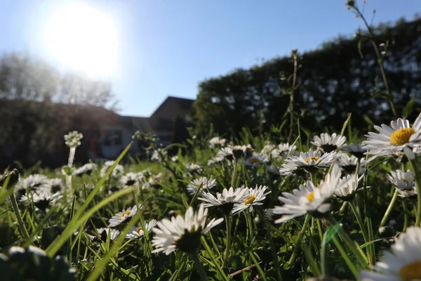 Пейзажний знімок білої квітки ромашки — стокове фото