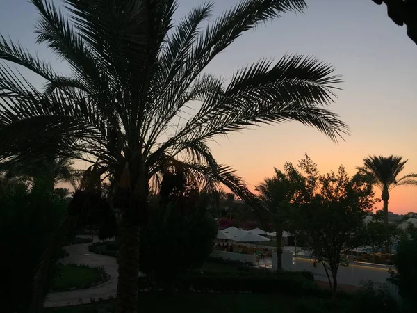 Silhouetten von Palmen mit dem pastellfarbenen Himmel im Hintergrund — Stockfoto