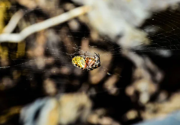 Selective Focus Shot Small Spider Web Blurred Background — Stockfoto