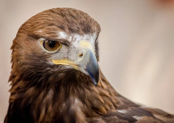 Closeup Shot Head Beautiful Hawk Blurred Background — Stok fotoğraf