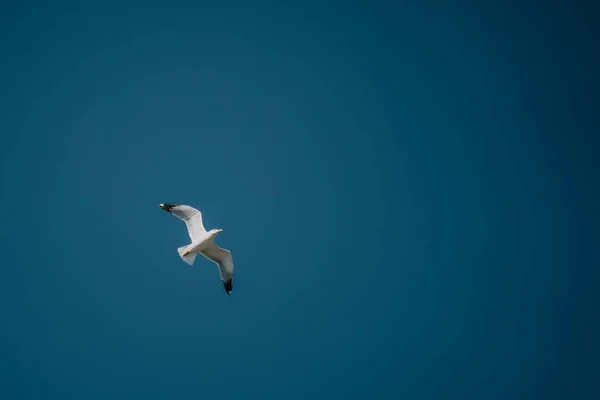 Wide Angle Shot White Bird Flying Clear Blue Sky — Stockfoto