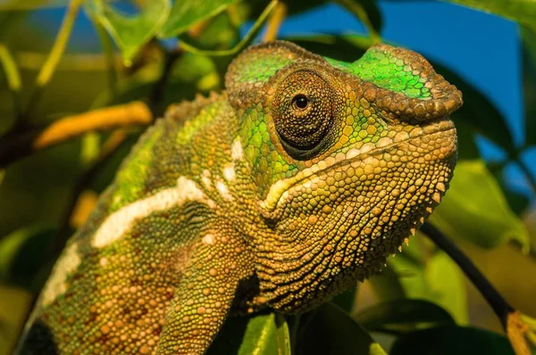 Primer Plano Una Iguana Verde Con Fondo Borroso — Foto de Stock