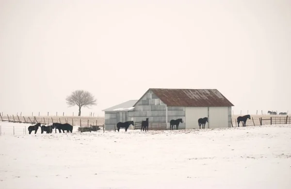 Een Ranch Bedekt Met Sneeuw Met Zwarte Paarden Een Schuur — Stockfoto