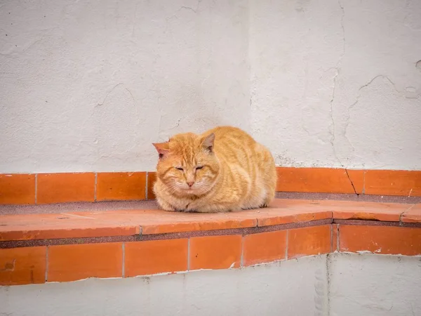 Μια Πορτοκαλί Γάτα Κοιμάται Έξω Έναν Τοίχο Από Τούβλα Κατά — Φωτογραφία Αρχείου