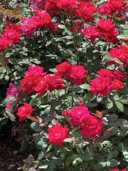Вертикальний знімок червоного саду троянда вдень — стокове фото