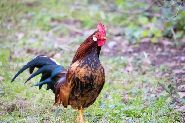 Arka planda bulanık yeşil çimenleri olan bir tavuk horozunun manzara görüntüsü. — Stok fotoğraf