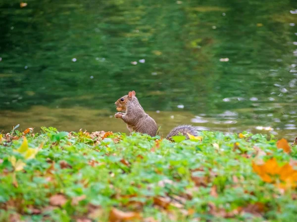 Cute Grey Eastern Squirrel Walking Green Grass Lake Daytime — Stock Photo, Image