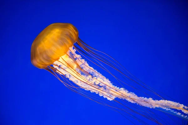 Krajina záběr žluté medúzy s modrým pozadím — Stock fotografie