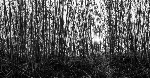 Een Panoramische Grijswaarden Shot Van Hoge Takken Van Planten — Stockfoto