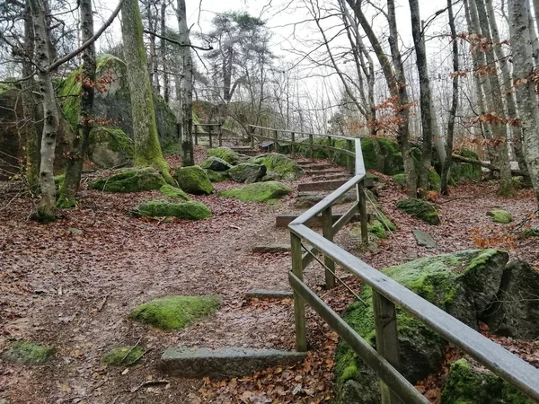 Prachtig landschap van groene bomen in het midden van het bos in Larvik, Noorwegen — Stockfoto