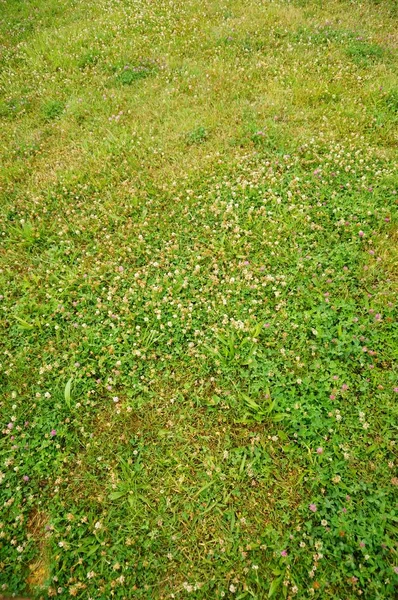 小さな花と緑の芝生の地面の垂直方向の高い角度のクローズアップショット — ストック写真