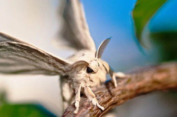Closeup Shot White Silkworm Blurred Background — Stock Photo, Image