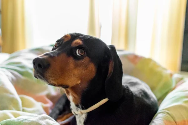 Cão Marrom Adorável Deitado Uma Cama Com Orelhas Para Baixo — Fotografia de Stock