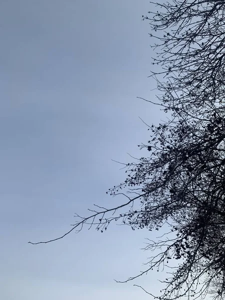Niski Kąt Strzał Gałęzi Drzewa Pod Jasnym Błękitnym Niebem — Zdjęcie stockowe