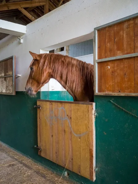 Tiro Vertical Cavalo Marrom Gaiola Durante Dia — Fotografia de Stock