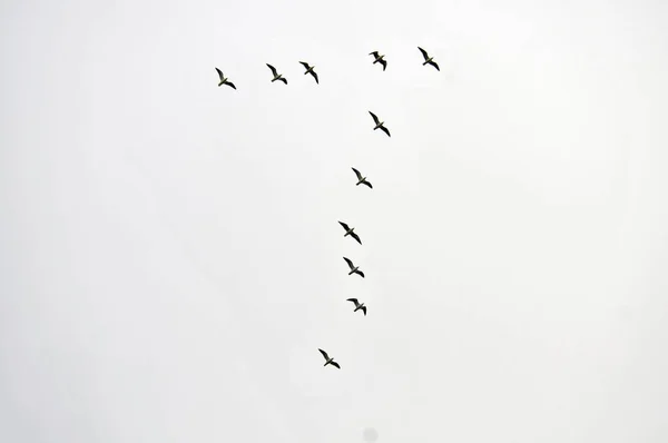 Low Angle Shot Birds Flying Clear Sky — 图库照片