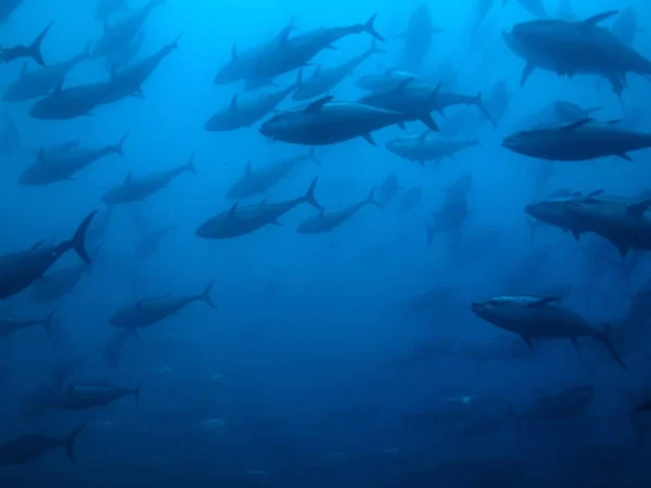 Group Fishes Swimming Blue Water Perfect Cool Background — Stockfoto