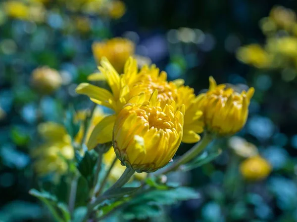 Zbliżenie Ujęcie Pięknych Żółtych Kwiatów Chryzantemy Rozmytym Tle — Zdjęcie stockowe