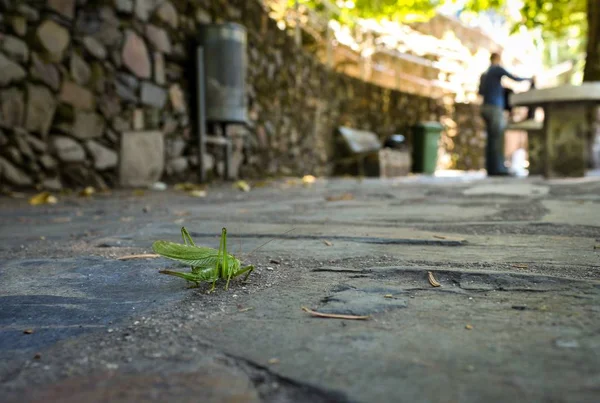 Green Cicada Concrete Ground Daytime — 스톡 사진