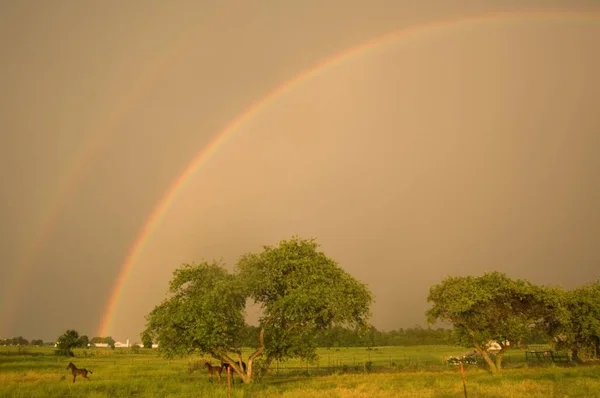 Rancho Cubierto Vegetación Con Caballos Corriendo Por Campo Con Arco —  Fotos de Stock