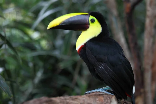 Tiro Perto Tucano Garganta Amarela Empoleirado Galho Árvore Uma Floresta — Fotografia de Stock