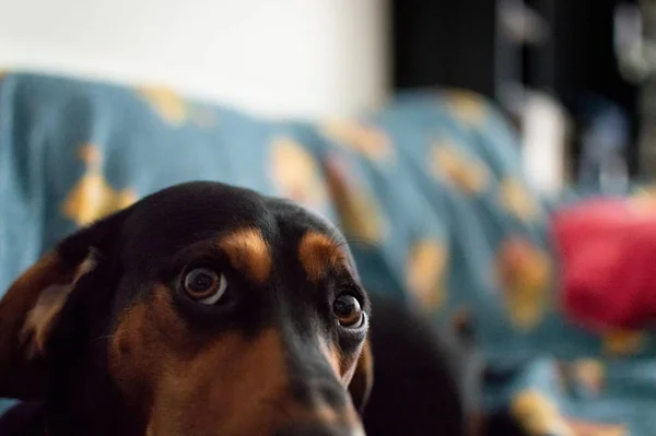 Tiro Foco Seletivo Cão Bonito Com Olhos Adoráveis — Fotografia de Stock