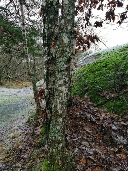 Tiro vertical de árvores no meio da floresta em Larvik, Noruega — Fotografia de Stock